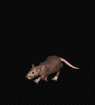 rat